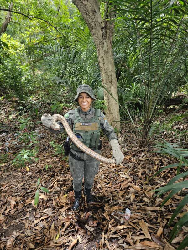 PMCE realiza resgate de jiboia no bairro Jangurussu em Fortaleza