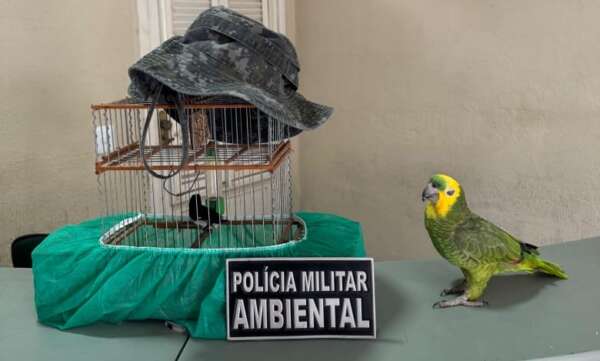 Idosa é detida e aves são resgatadas pela PMCE na cidade de Marco