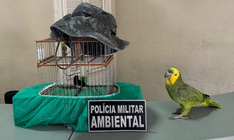 Idosa é detida e aves são resgatadas pela PMCE na cidade de Marco
