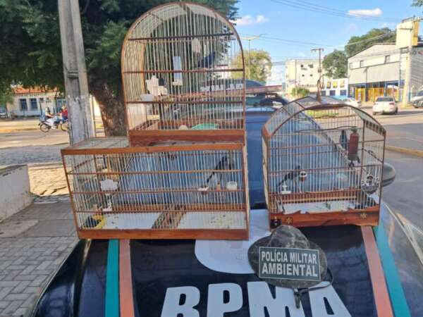 Homem é detido pela PMCE por criação ilegal de animais silvestres em Juazeiro do Norte