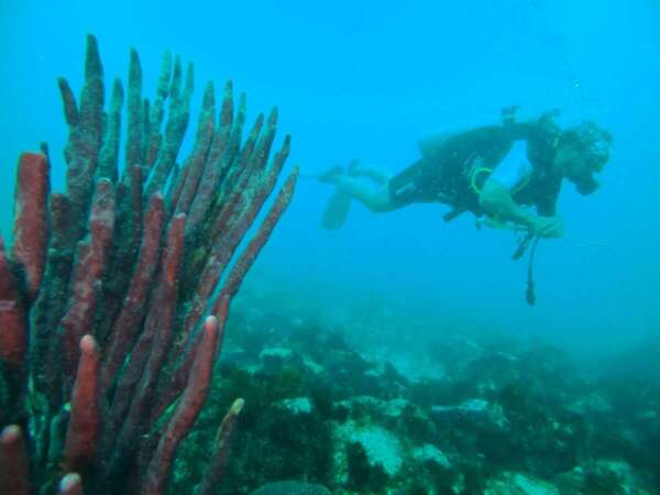 Monitoramento no Parque Marinho da Pedra da Risca do Meio avalia saúde dos corais e combate ao Peixe-Leão