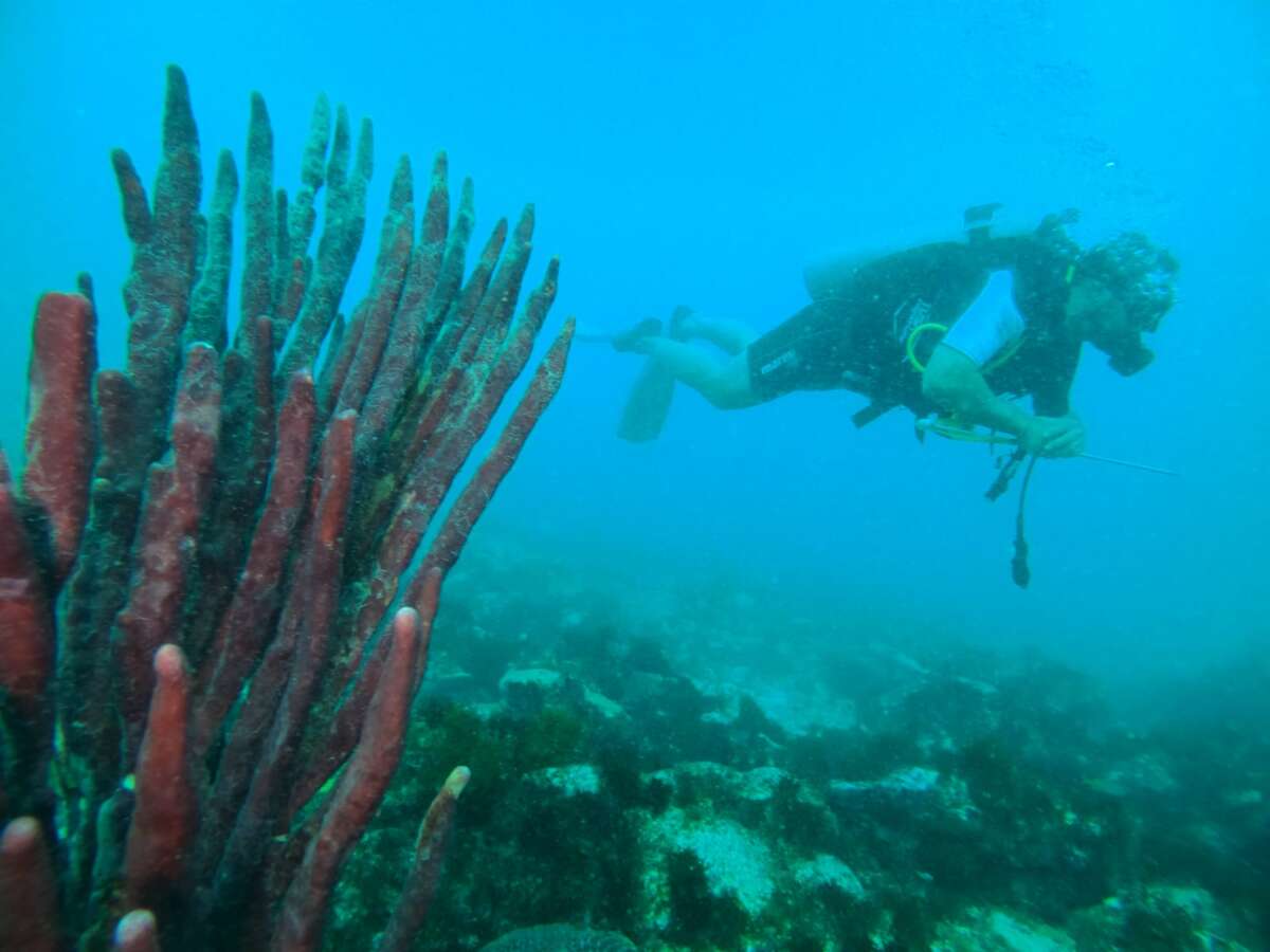 Monitoramento no Parque Marinho da Pedra da Risca do Meio avalia saúde dos corais e combate ao Peixe-Leão