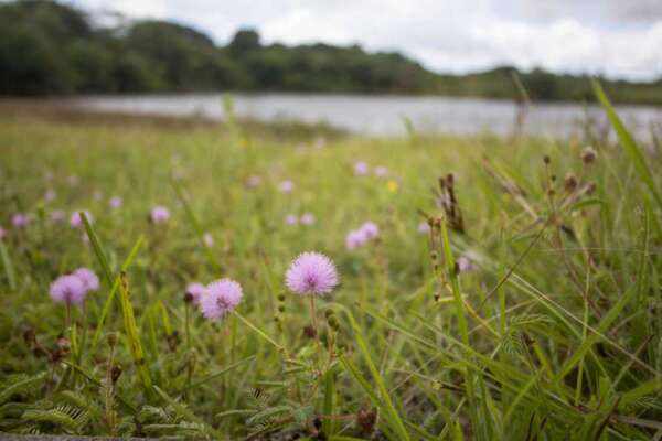 Aberta consulta pública de contribuições para atualização da Lista de Espécies Exóticas Invasoras no Ceará