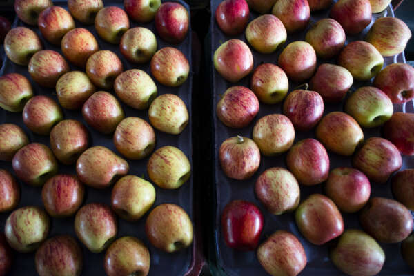 Confira os benefícios da maçã para a saúde