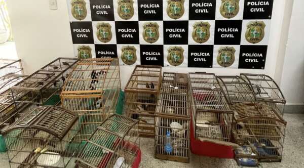 Homem é detido e 79 aves silvestres são resgatadas pela PCCE em Fortaleza