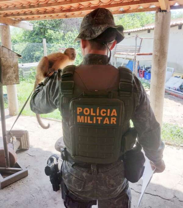 Polícia Militar do Ceará resgata macaco-prego durante ação em Icó