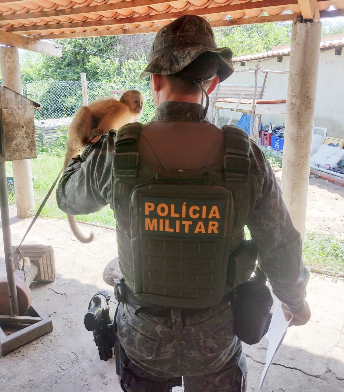 Polícia Militar do Ceará resgata macaco-prego durante ação em Icó