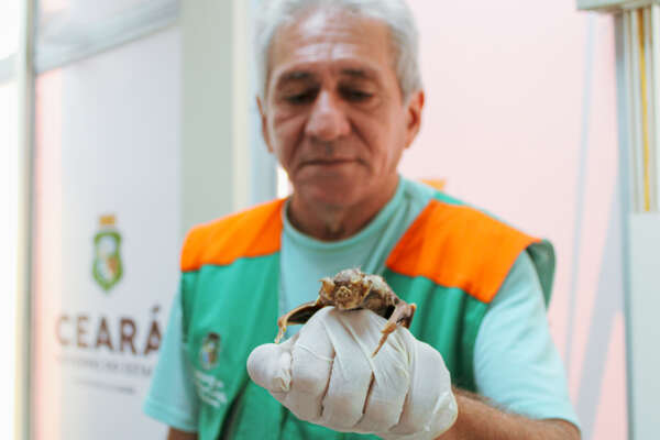 Raiva: saiba o que fazer em caso de agressões de animais mamíferos