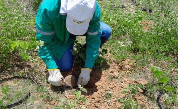 Iniciado plantio das primeiras mudas do Projeto Cílios do Jaguaribe