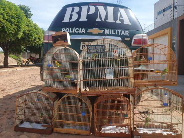 Polícia Militar resgata sete aves silvestres, que estavam sendo comercializadas ilegalmente, no Crato