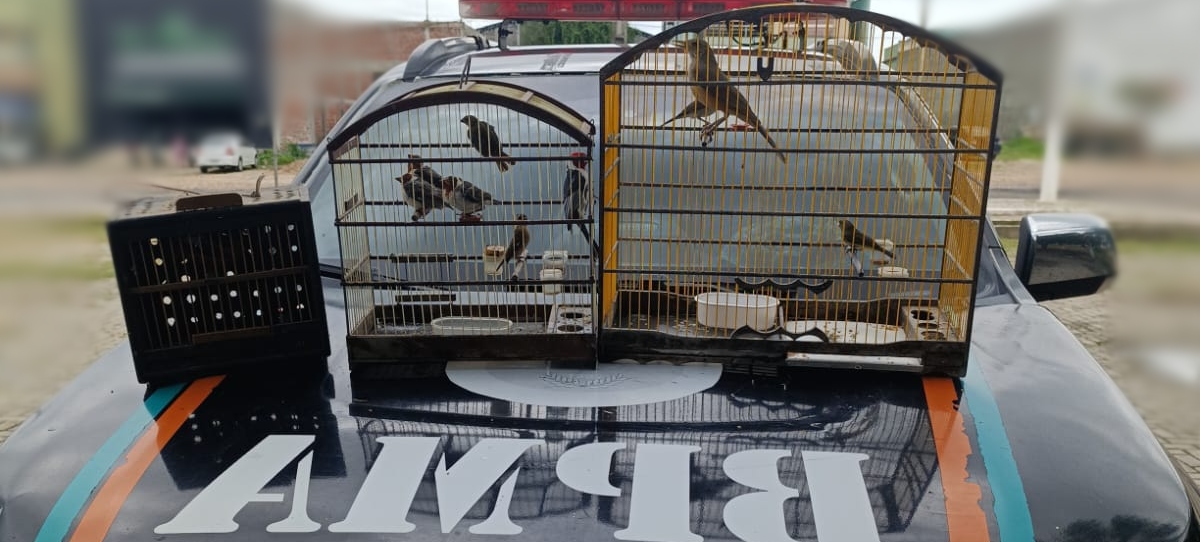Polícia Militar resgata 10 aves silvestres no município de Varjota