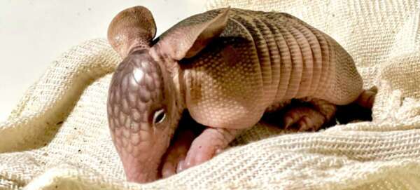 PMCE resgata filhote de tatu-galinha debilitado em Guaramiranga