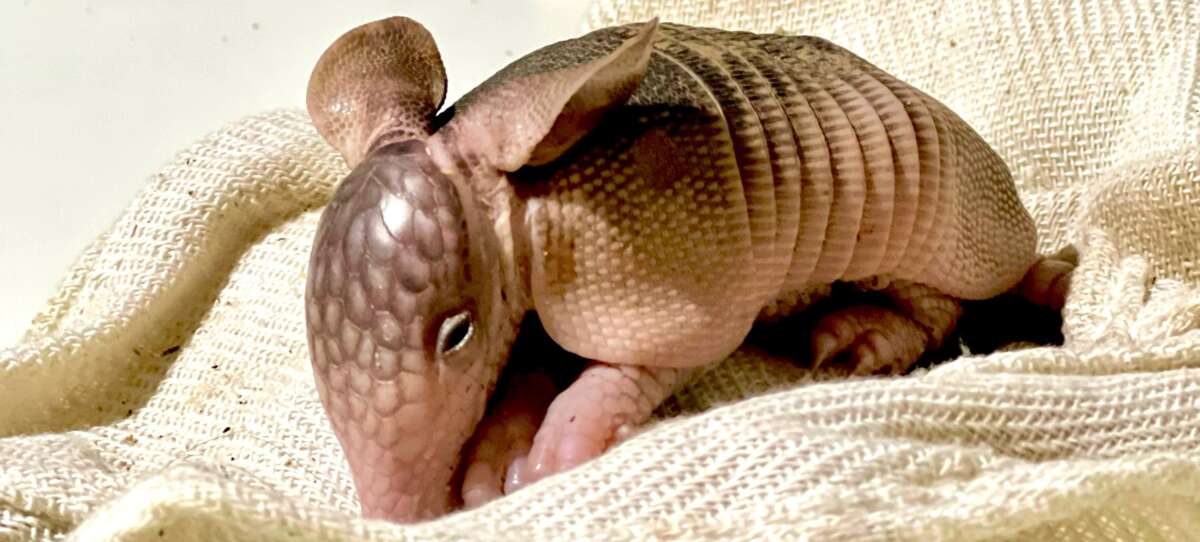 PMCE resgata filhote de tatu-galinha debilitado em Guaramiranga