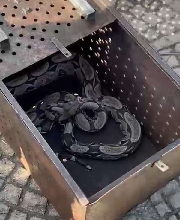 CBMCE resgata jiboia de dois metros em praça no município de Sobral