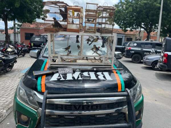 Suspeito é detido com 44 aves silvestres e arma artesanal em Coreaú