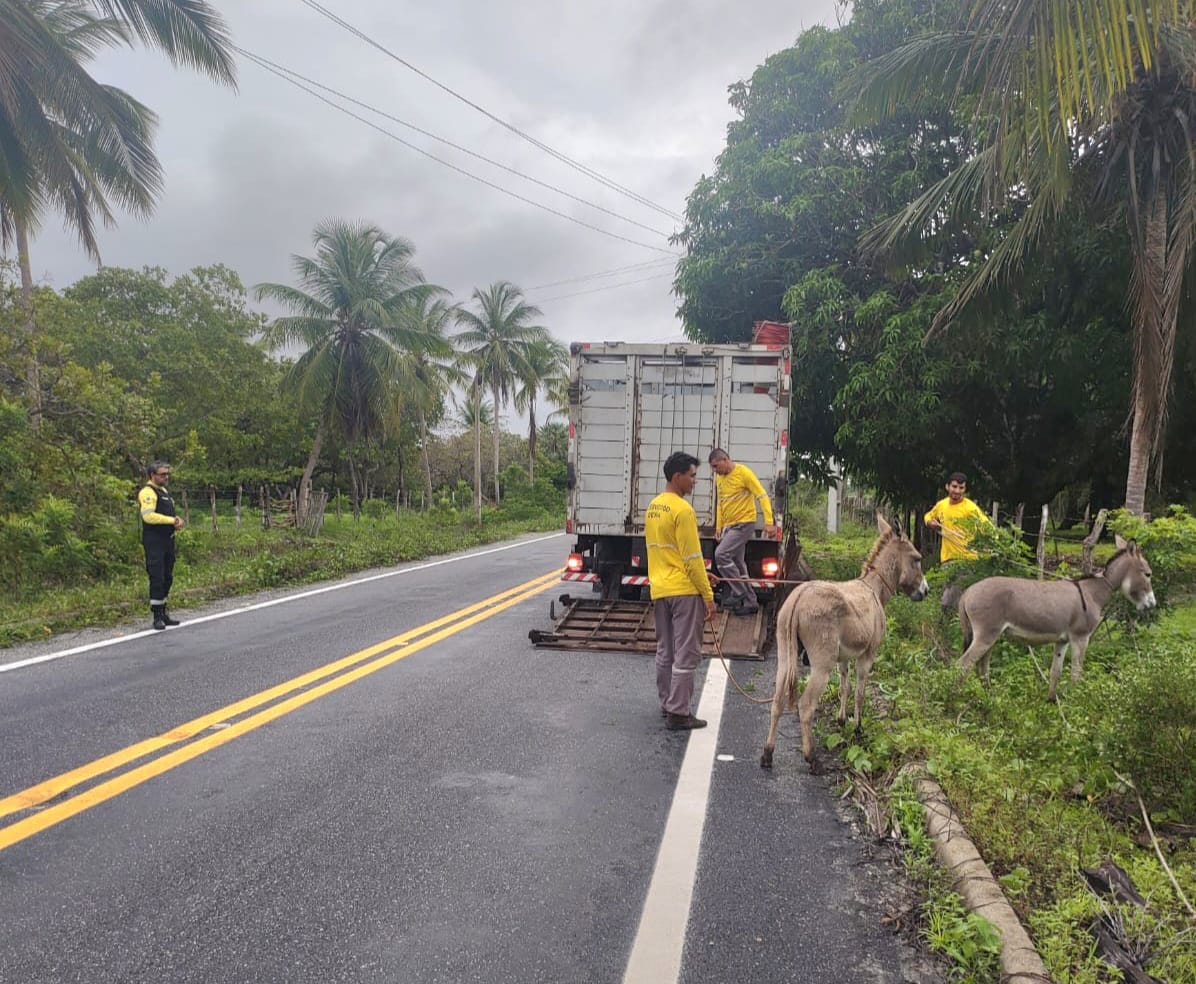 Detran-CE recolhe 66 animais abandonados nas CEs durante o Carnaval