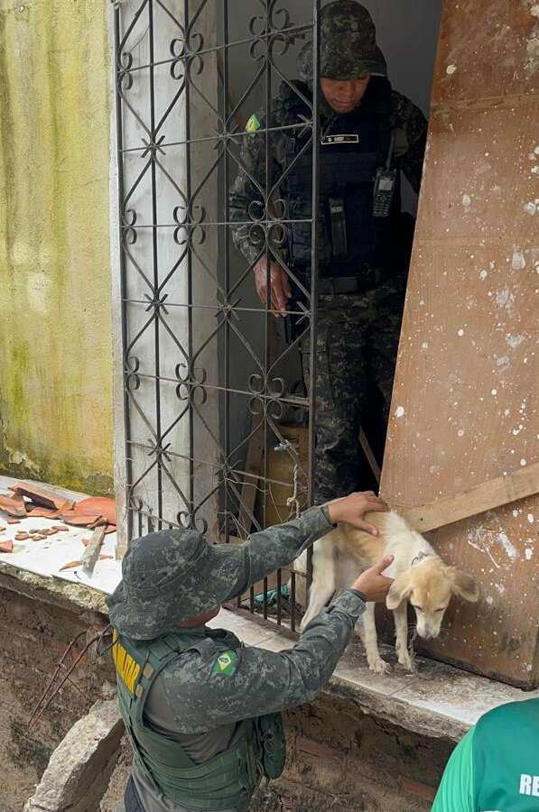 PMCE resgata cadela em situação de maus-tratos no bairro Coaçu, em Fortaleza