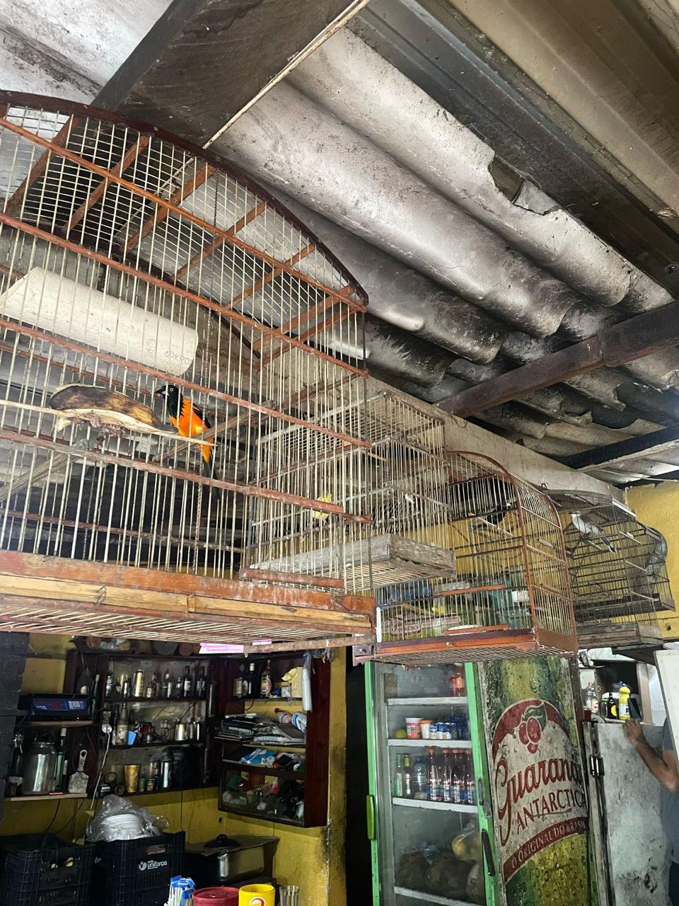 Homem é capturado em flagrante por maus-tratos animais e por manter aves silvestres em cativeiro