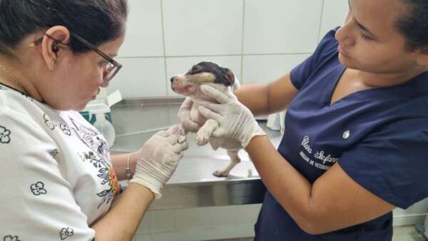 Filhotes de cachorro são resgatados e encaminhados para clínica veterinária por policiais militares em Sobral