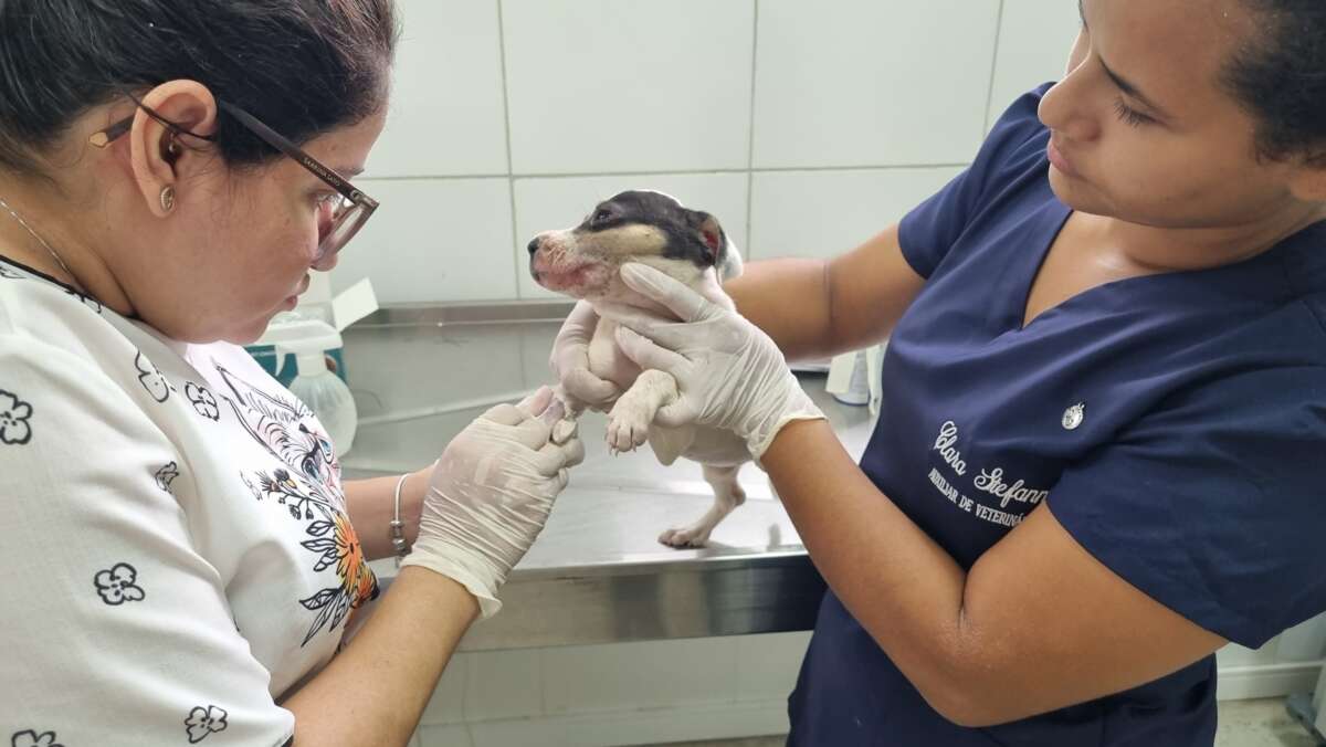 Filhotes de cachorro são resgatados e encaminhados para clínica veterinária por policiais militares em Sobral