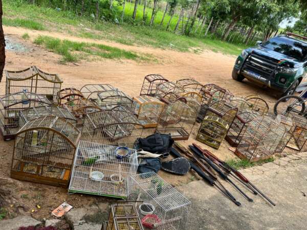 PMCE apreende cinco armas, mais de 500 munições e resgata 54 aves silvestres irregulares em cativeiro