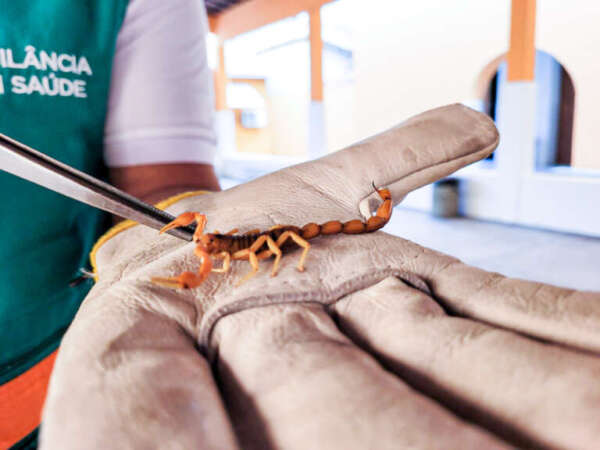 Acidentes com escorpiões podem aumentar com as chuvas; saiba como prevenir