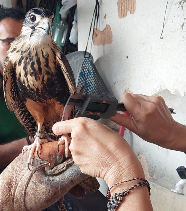 Semace e Ibama realizam fiscalização e apreendem aves em Fortaleza