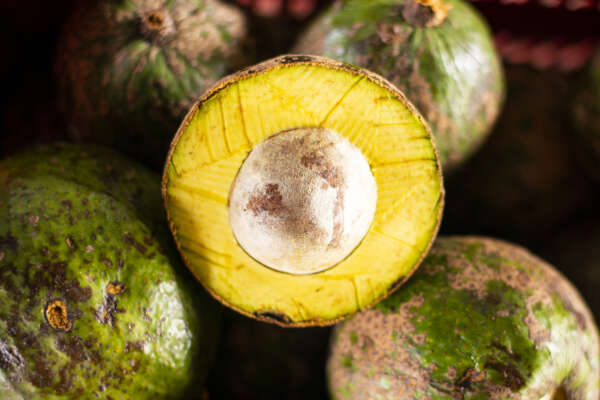 Abacate Betânia comercializado a R$ 4,00/kg na Ceasa em Maracanaú