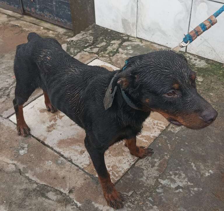 PMCE resgata dois cães da raça rottweiler em situação de maus-tratos na Barra do Ceará