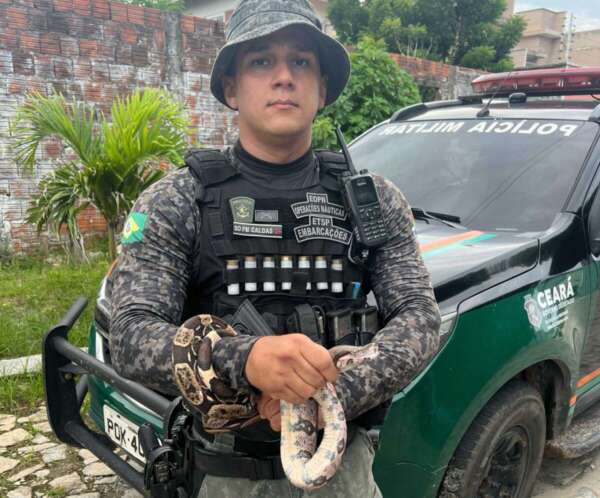 Polícia Militar é acionada para resgatar jiboia no bairro Sapiranga