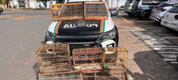 Polícia Militar resgata 11 pássaros silvestres em Ibiapina