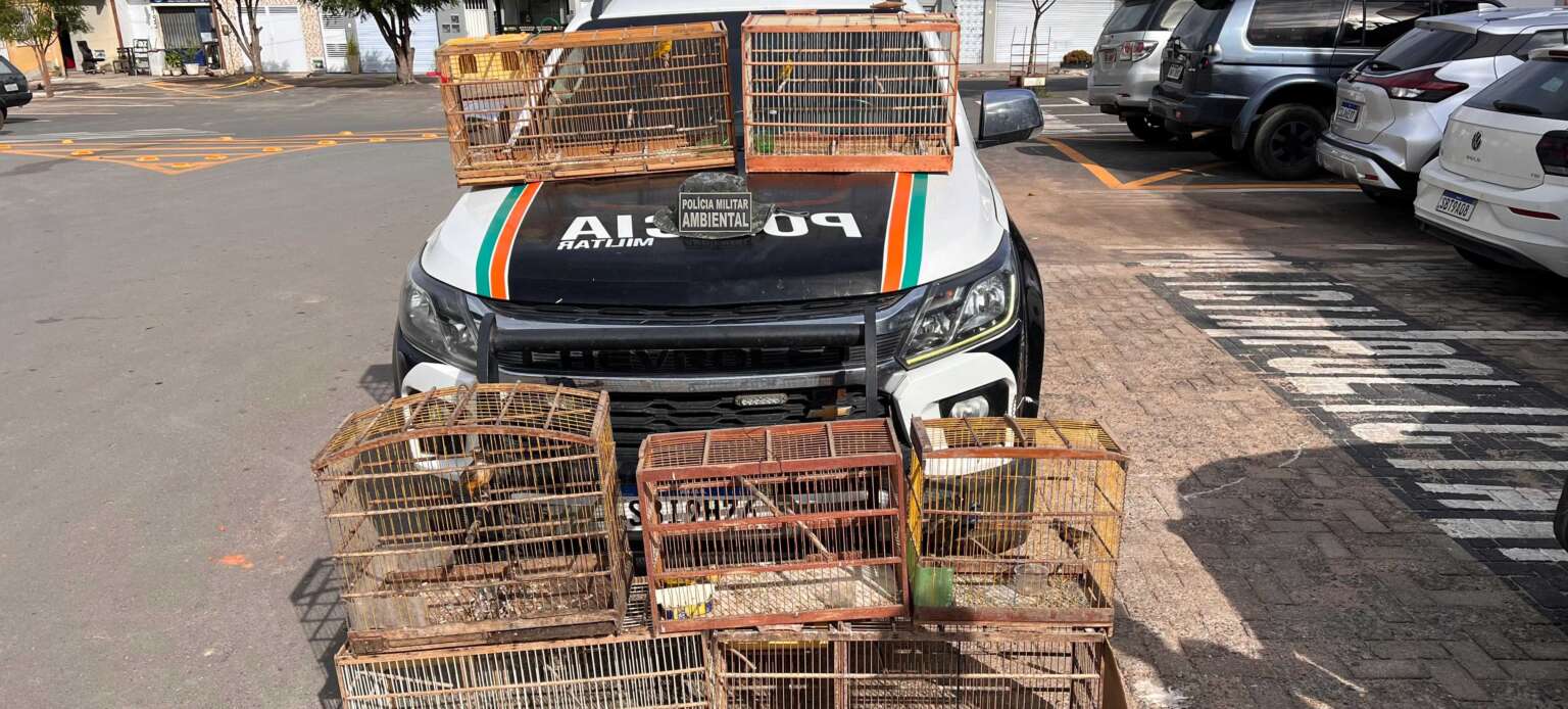Polícia Militar resgata 11 pássaros silvestres em Ibiapina