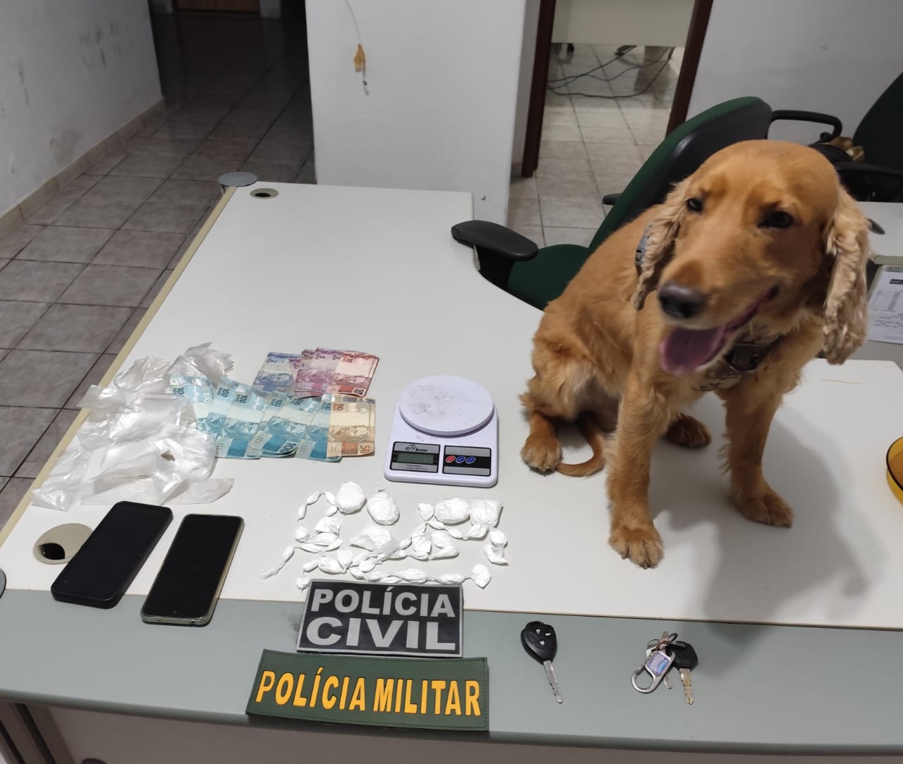 Com apoio de cão farejador, Polícia Civil prende suspeito de tráfico de drogas em Penaforte