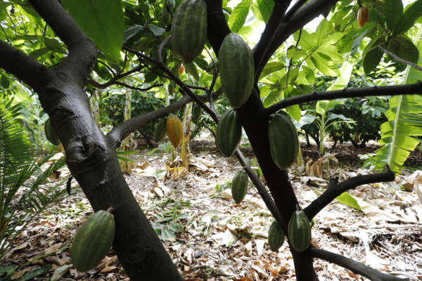 Ceará aposta no crescimento da produção de cacau fino no interior do estado, revela SDE