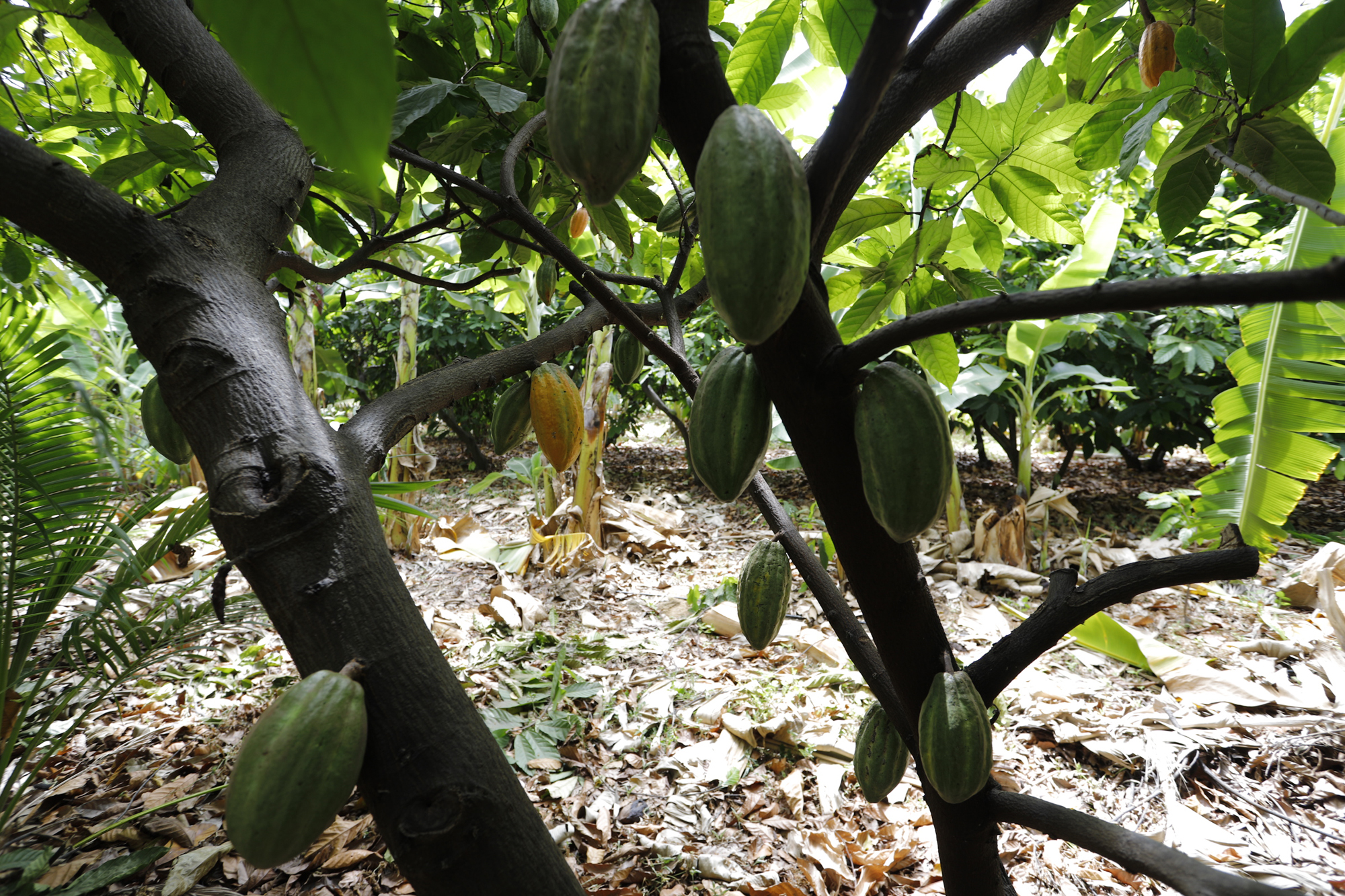 Ceará aposta no crescimento da produção de cacau fino no interior do estado, revela SDE