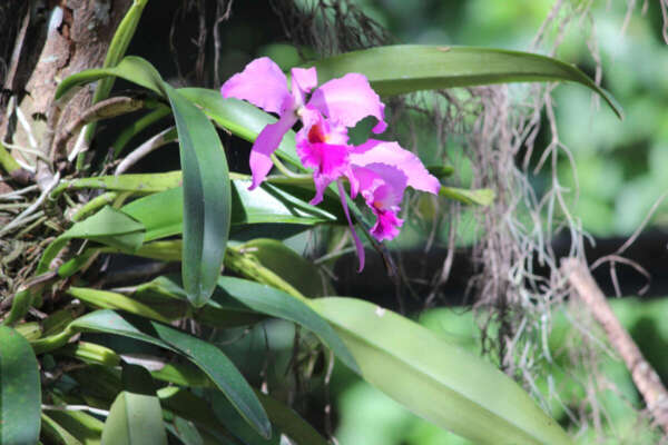 Orquídea Cattleya labiata é instituída como Flor-Símbolo do Estado do Ceará