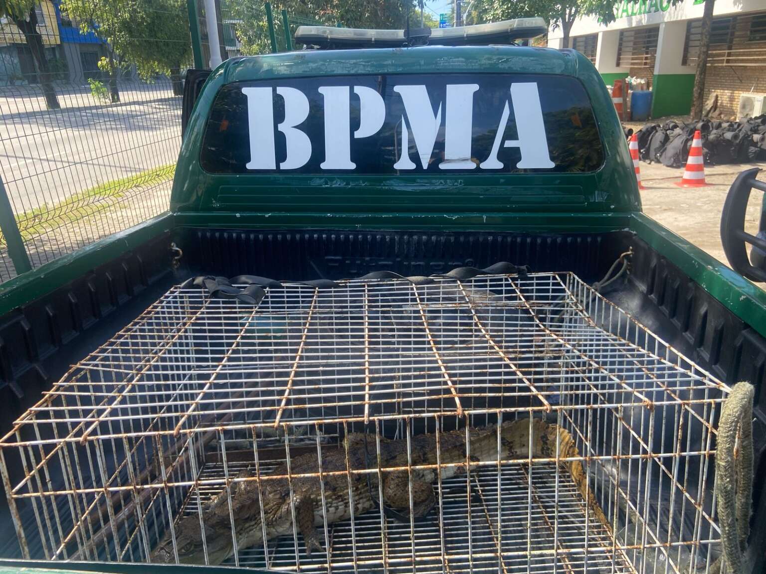 Polícia Militar resgata jacaré em residência em Caucaia