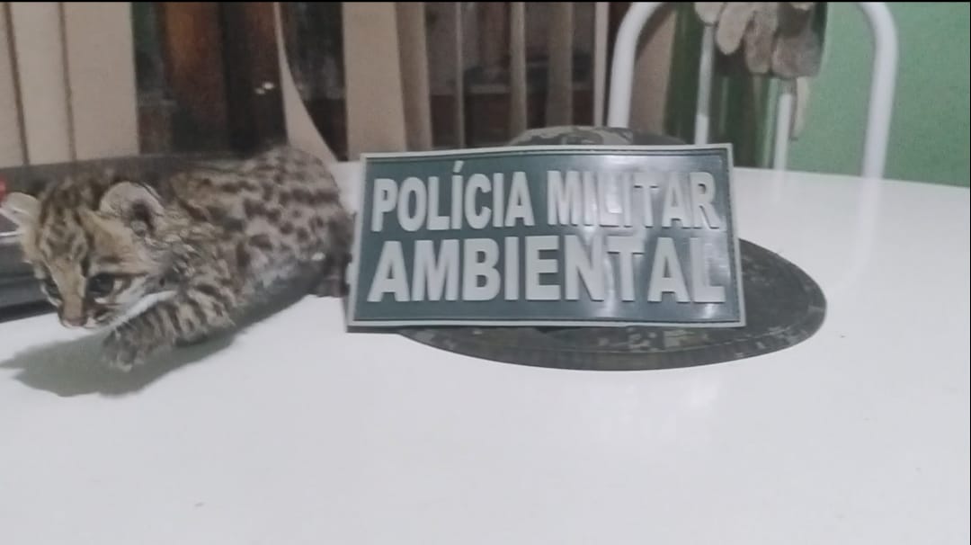 Polícia Militar resgata filhote de gato-maracajá no município do Crato