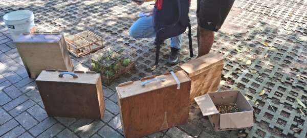 PMCE resgata 74 animais silvestres em feira da Capital