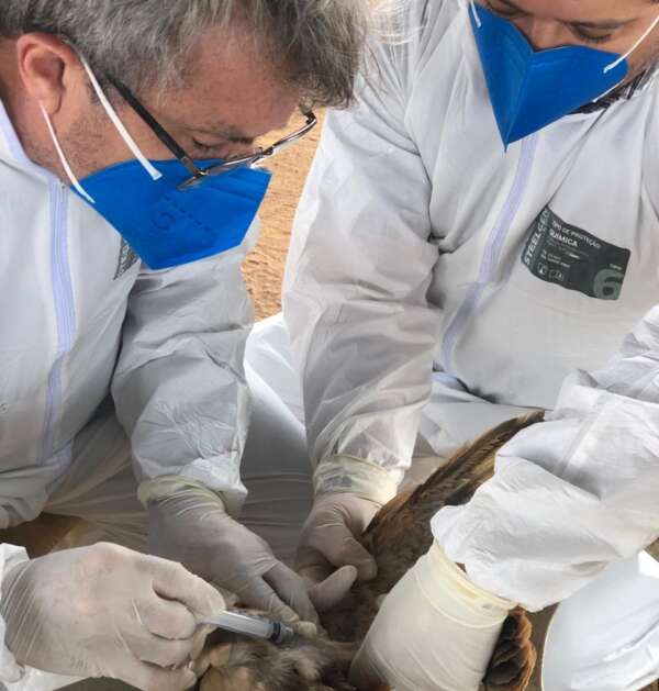 Adagri intensifica ações de combate à Influenza Aviária no Ceará