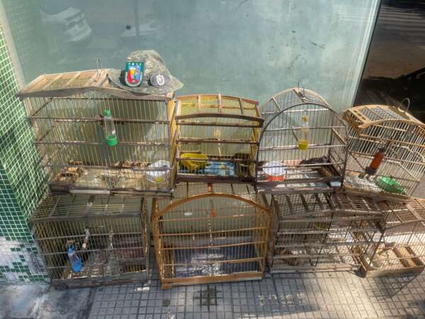 Homem é detido e oito aves silvestres são resgatadas pela PMCE em Juazeiro do Norte