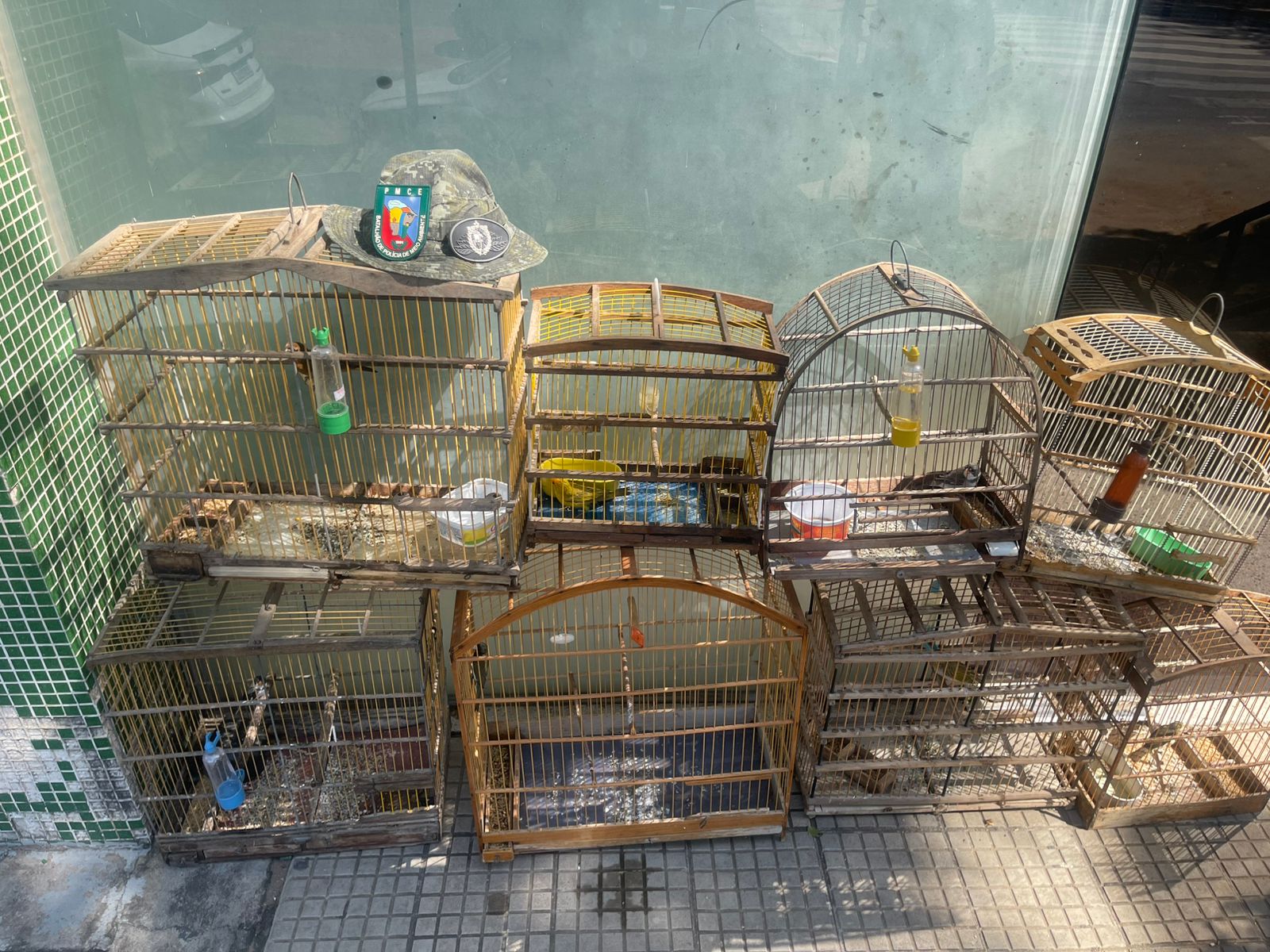 Homem é detido e oito aves silvestres são resgatadas pela PMCE em Juazeiro do Norte