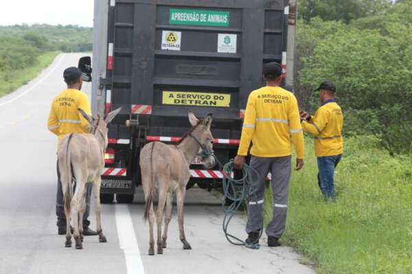 Detran-CE recolhe, em média, quase 300 animais abandonados por mês às margens das CEs em 2025