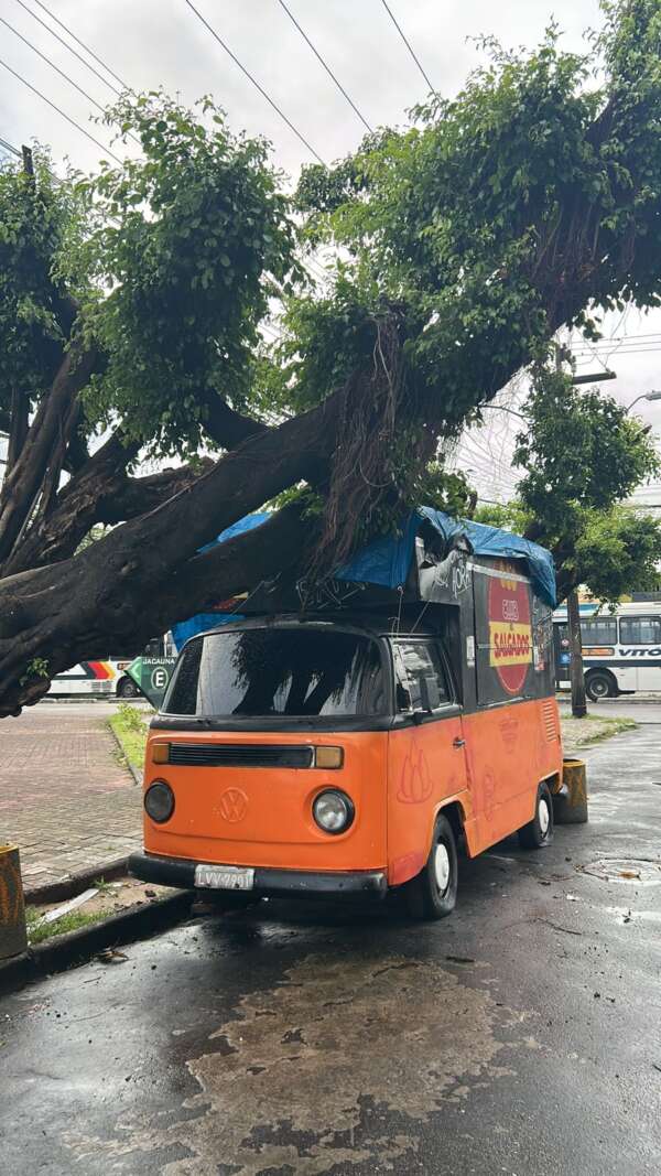 Corpo de Bombeiros atendeu 733 ocorrências com árvores em situação de perigo em 2025