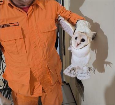 Coruja é resgatada por bombeiros militares de dentro de prédio em Sobral