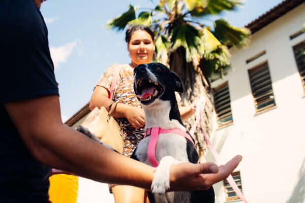 Pet Ceará Móvel alcança 6 mil castrações em 50 dias e realiza ação com serviços gratuitos na Arena Castelão
