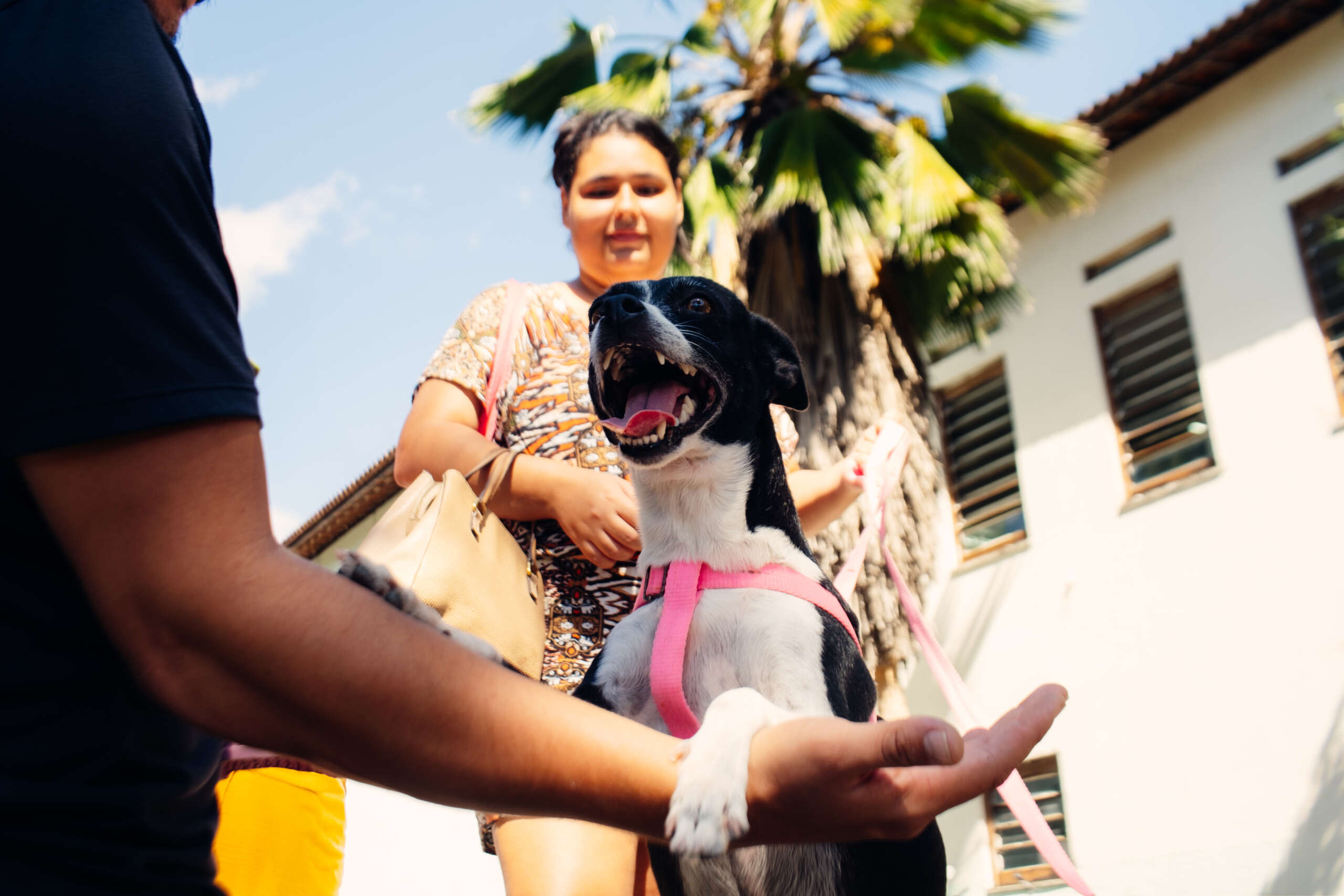 Pet Ceará Móvel alcança 6 mil castrações em 50 dias e realiza ação com serviços gratuitos na Arena Castelão
