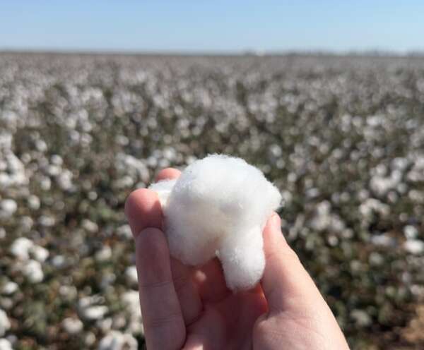 Complexo do Pecém apresenta soluções para exportação de algodão na Bahia Farm Show 2025