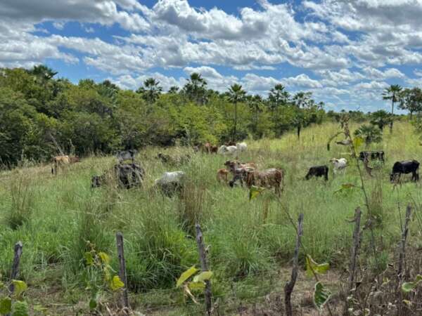 Operação da PCCE resulta na apreensão de 13 bovinos de raça furtados em Mucambo