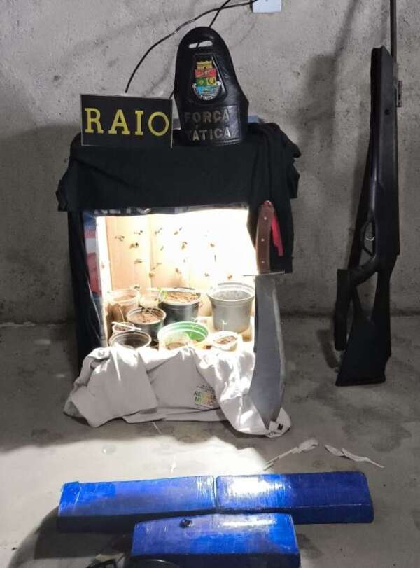 PMCE encontra estufa de maconha e apreende 3,1 kg do mesmo entorpecente em Iguatu